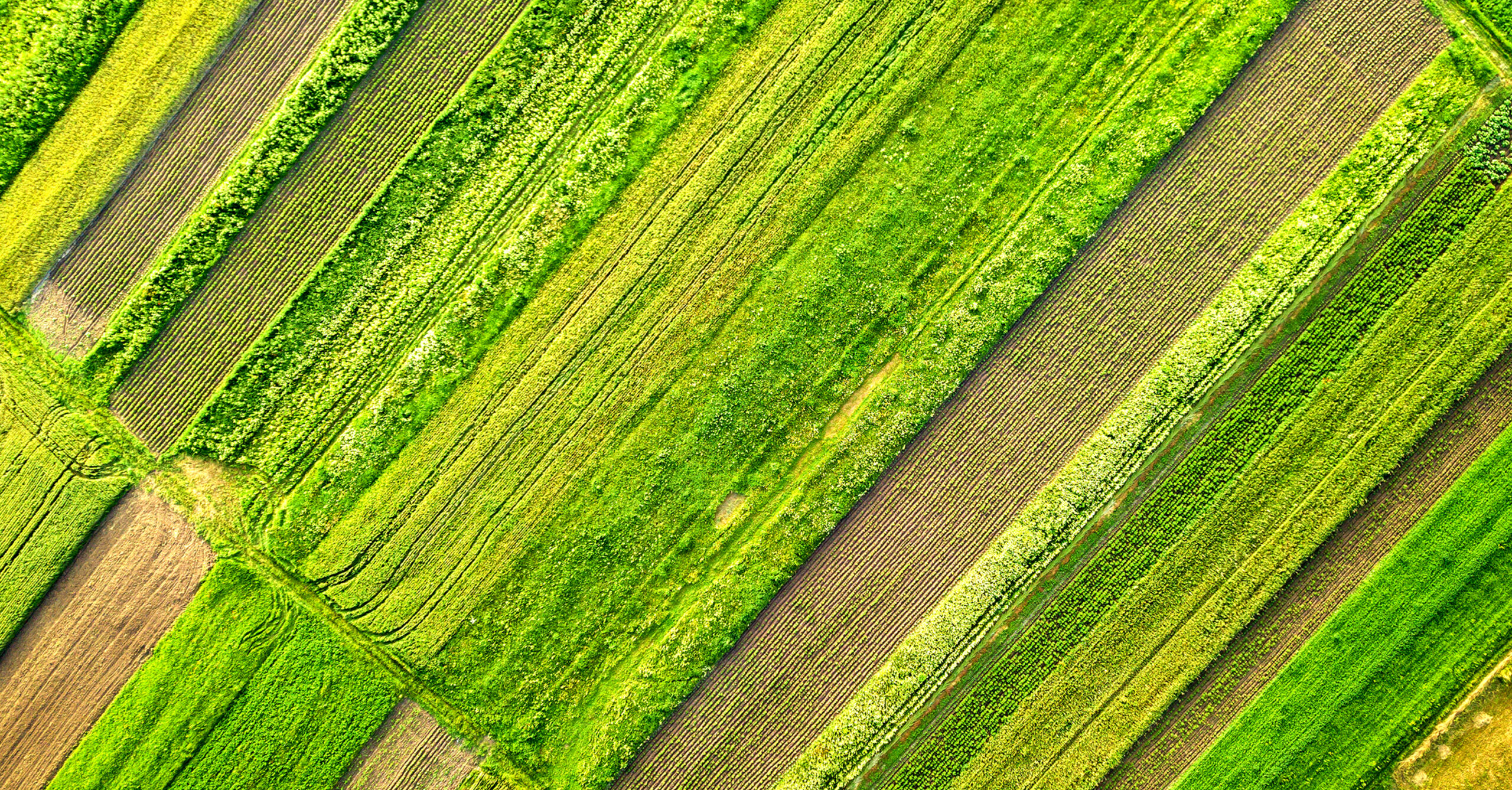 Aerial view of farmland with alternating green and brown fields divided by hedges or paths from above? No, let's craft properly without question marks.